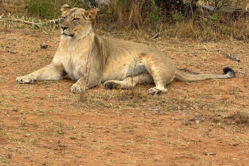 A female at Pilanesberg National park