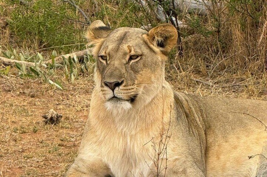 Lioness at Pilanesberg National Park 