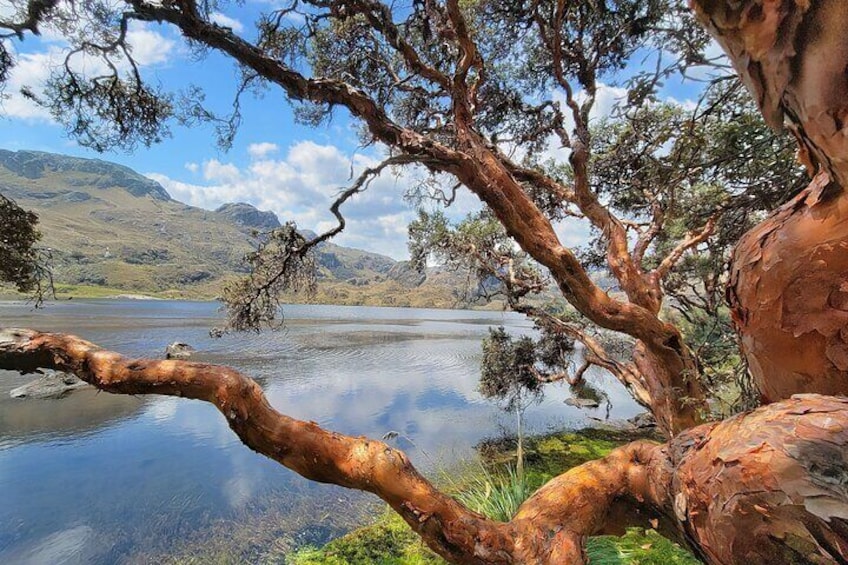 Polylepis 'Paper tree' and beautiful lake in Cajas National Park near Cuenca