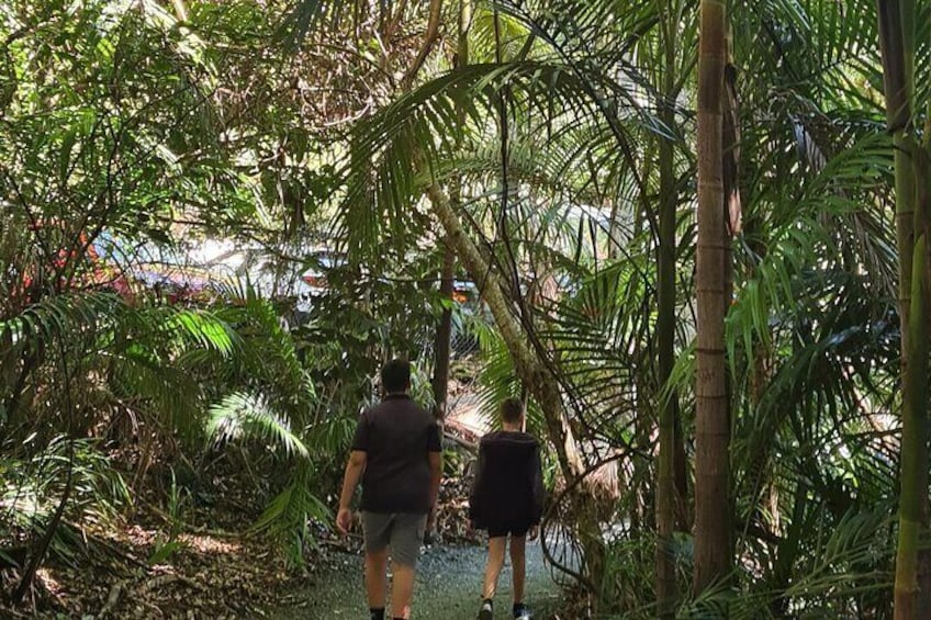 Rainforest Sky Walk 