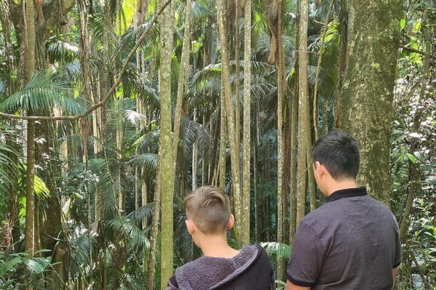 Rainforest Sky Walk 