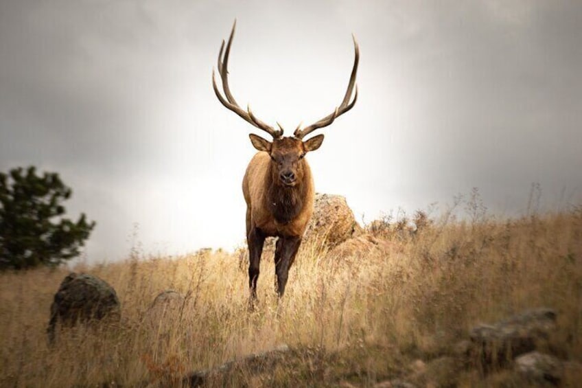 Rocky Mountain National Park: 4 hr Private Wildlife Driving Tour