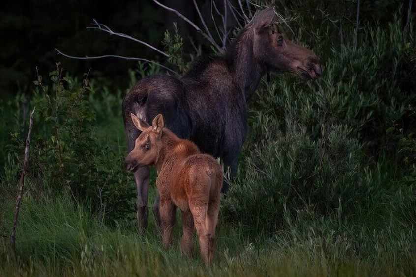 Private Wildlife Driving Tour in Rocky Mountain National Park