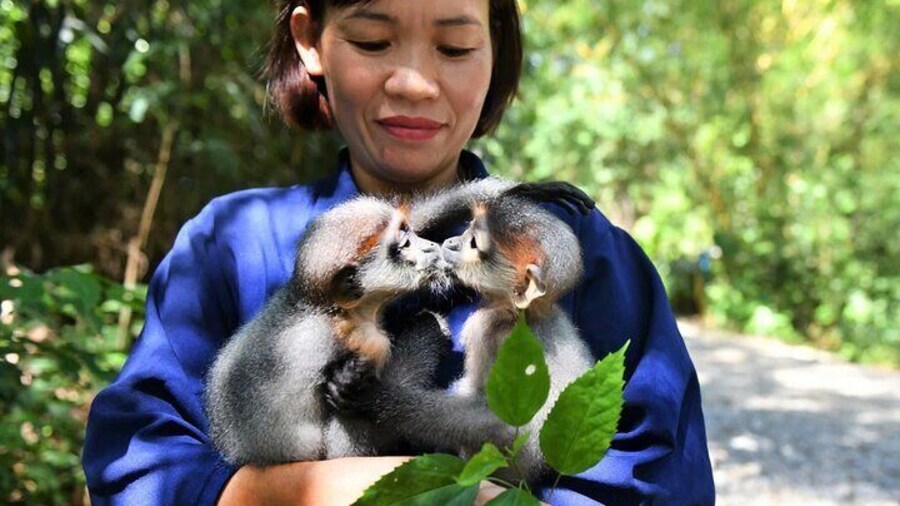 Ninh Binh One Day Cuc Phuong National Park Small Group Tour
