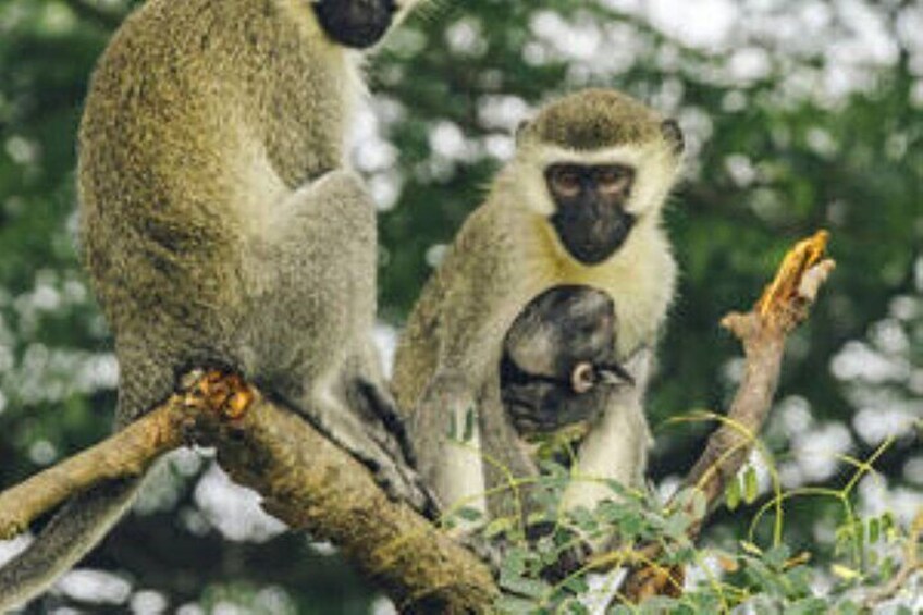 15 Days of Uganda Wildlife Safari Adventure