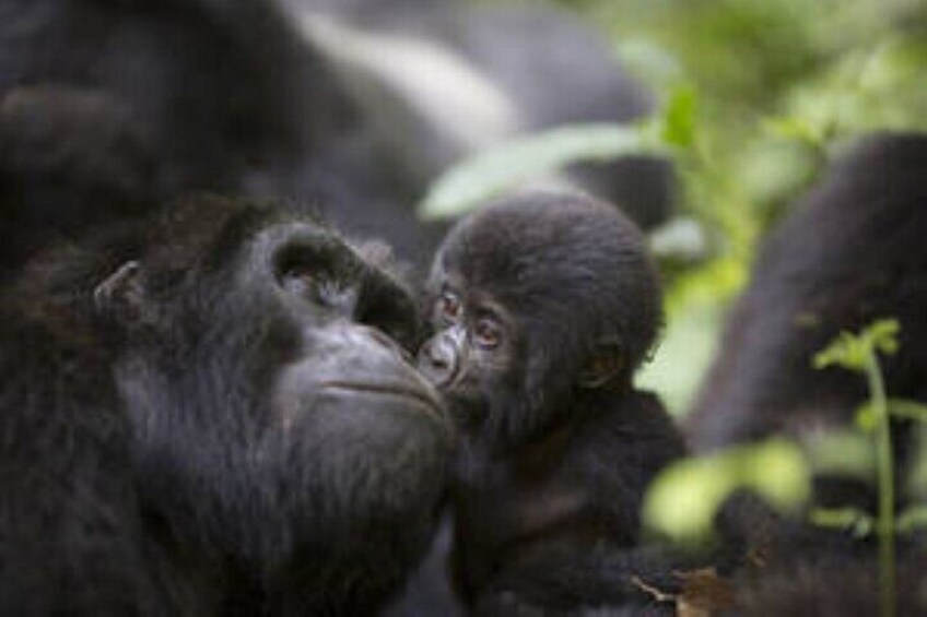 15 Days of Uganda Wildlife Safari Adventure