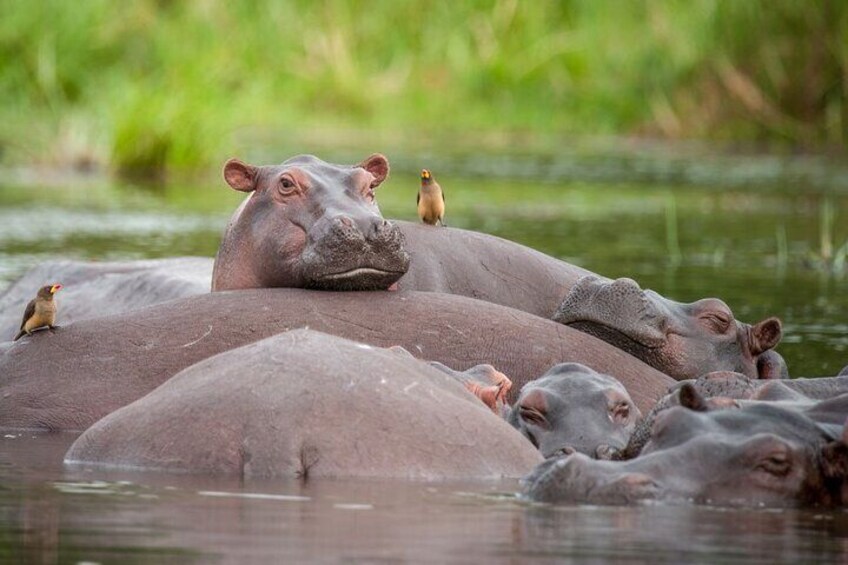 15 Days of Uganda Wildlife Safari Adventure