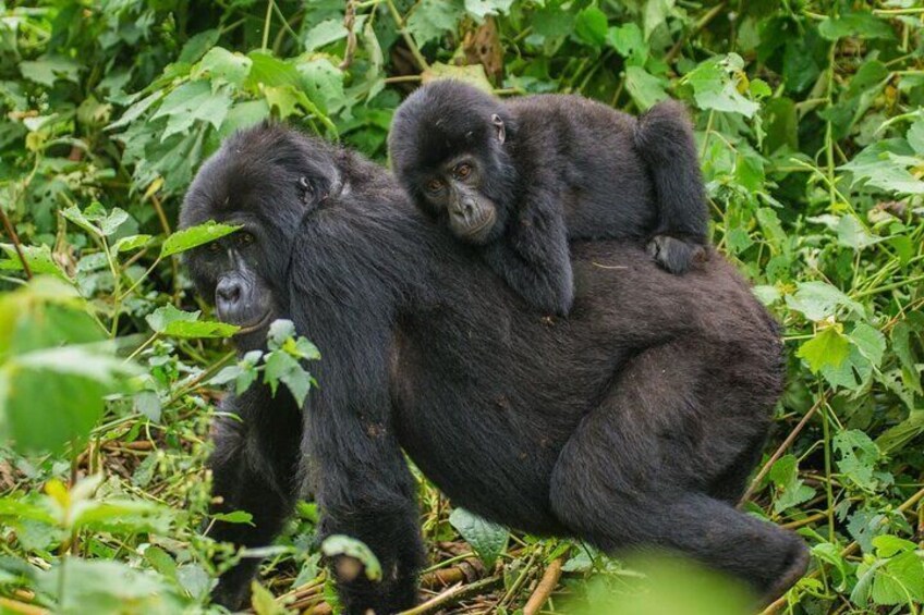 15 Days of Uganda Wildlife Safari Adventure