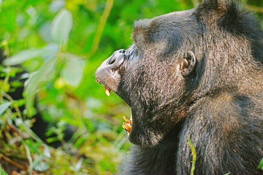15 Days of Uganda Wildlife Safari Adventure