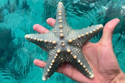 Blue Safari Sea Tour Snorkeling With Star Fish Experience