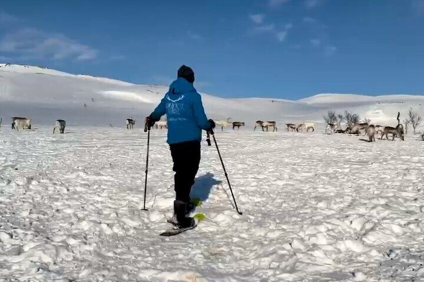 Norway Troms Snowshoe Activity with Guided Tour