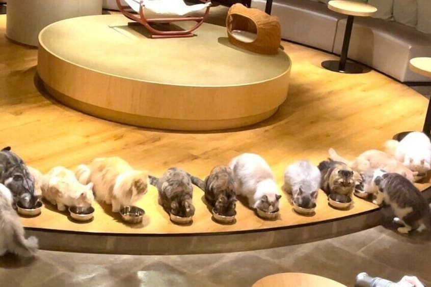 Gotokuji Cat Temple Shinjuku Cat Cafe and 3D Cat Tour