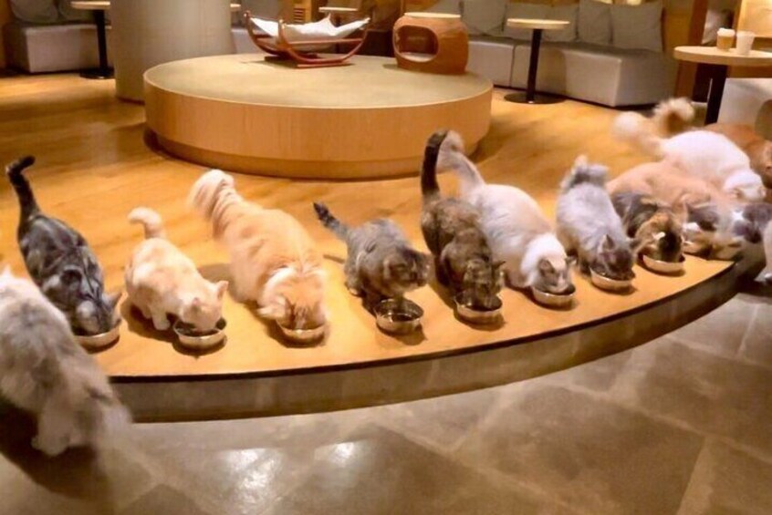 Gotokuji Cat Temple Shinjuku Cat Cafe and 3D Cat Tour