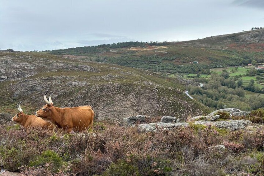 Private Tour Peneda Gerês National Park with Wine Tasting