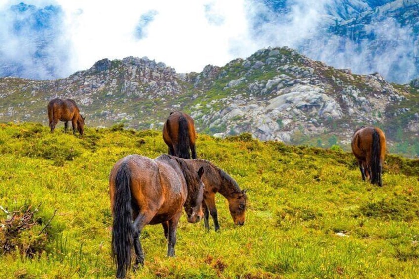 Private Tour Peneda Gerês National Park with Wine Tasting