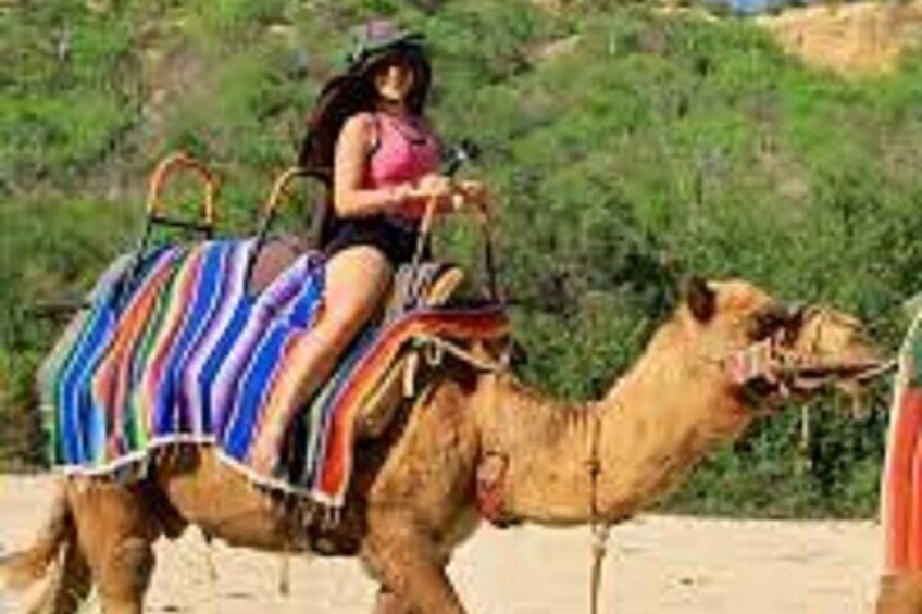 One Hour Camel Ride in Palmeraie Grove with Transfer - Marrakesh