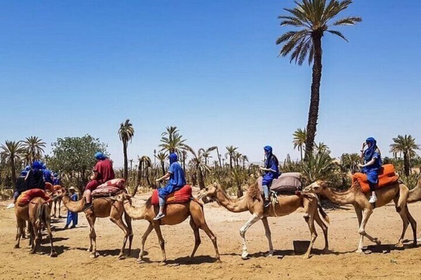 One Hour Camel Ride in Palmeraie Grove with Transfer - Marrakesh