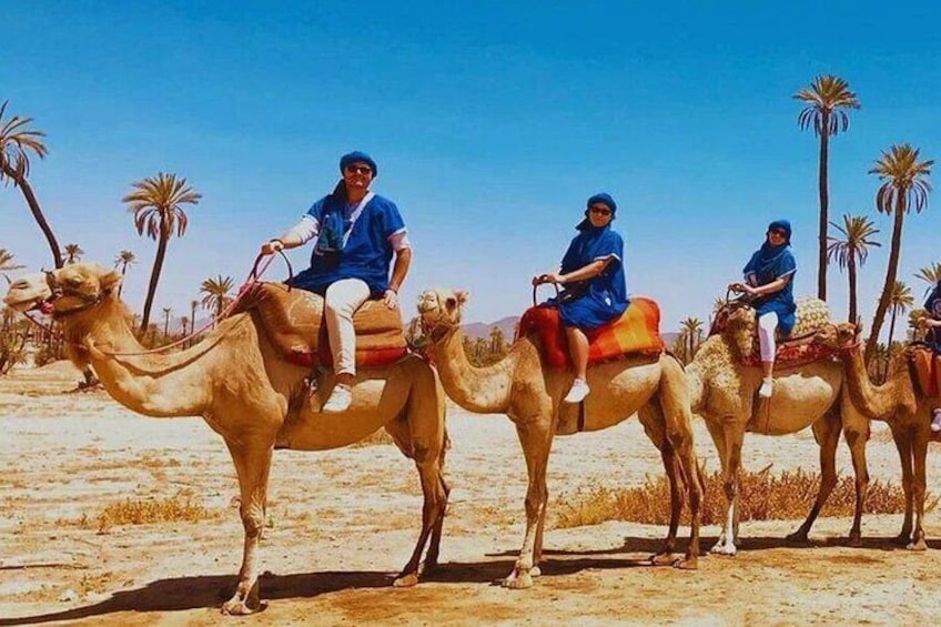One Hour Camel Ride in Palmeraie Grove with Transfer - Marrakesh