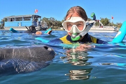 VIP Guided Swim with Manatee Tour Crystal River FL Free Photos