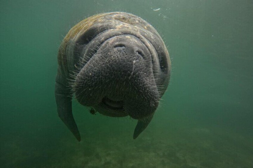  VIP Guided Swim with Manatee Tour Crystal River FL Free Photos