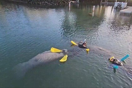 Crystal River VIP Guided Manatee Tour Heated Boats Free Photos