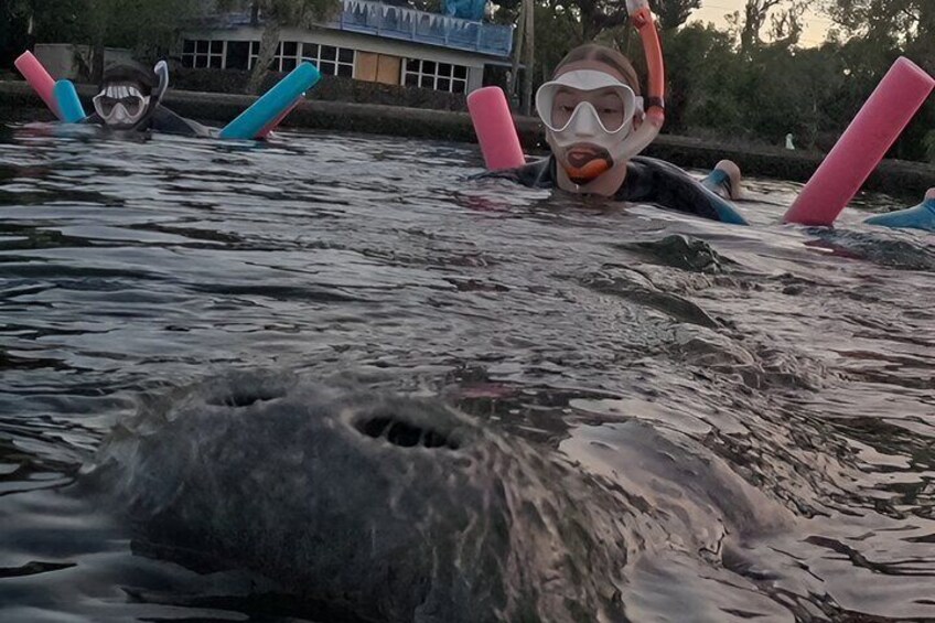  VIP Guided Swim with Manatee Tour Crystal River FL Free Photos