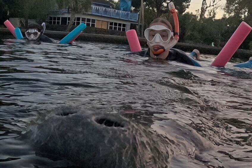  VIP Guided Swim with Manatee Tour Crystal River FL Free Photos