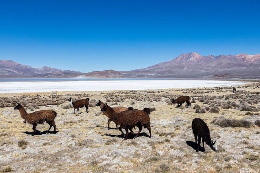 Salinas and Aguada Blanca Reserve Tour from Arequipa