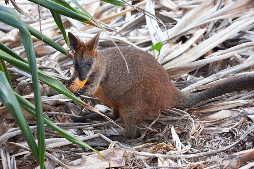 Swamp Wallaby