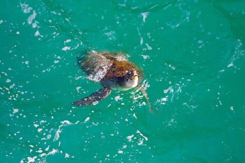 Green Turtle