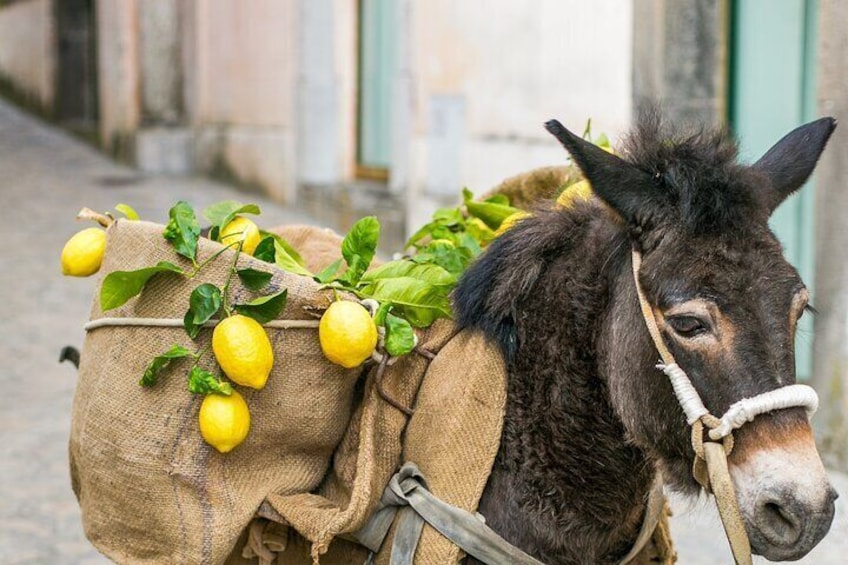 Amalfi Limoncello Factory Group Tours