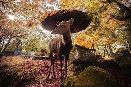 Nara and Uji 1-Day Private Trip