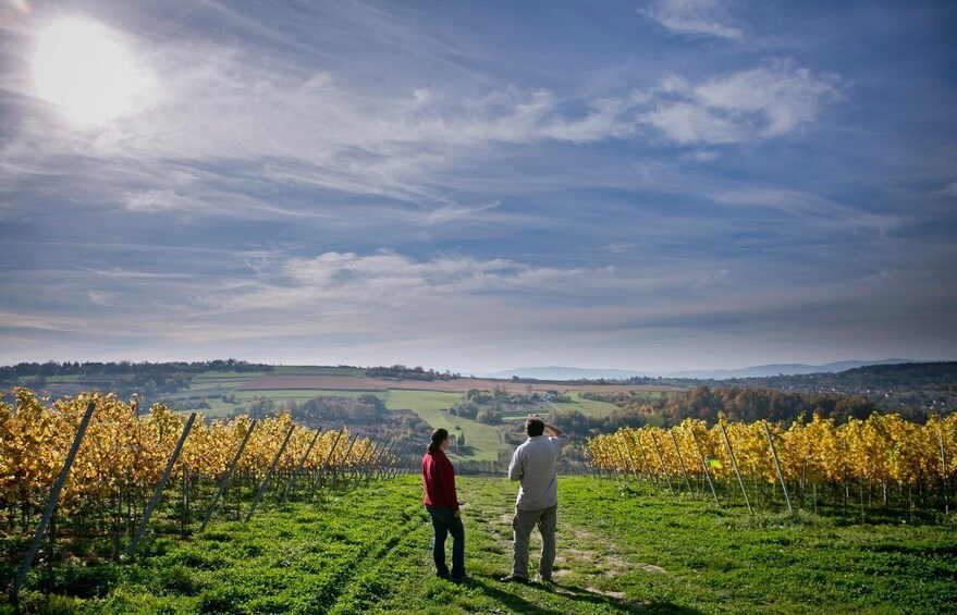 Picture 1 for Activity Winnica Wieliczka: Wine Tasting and Tour