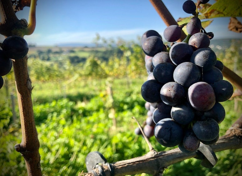 Picture 2 for Activity Winnica Wieliczka: Wine Tasting and Tour
