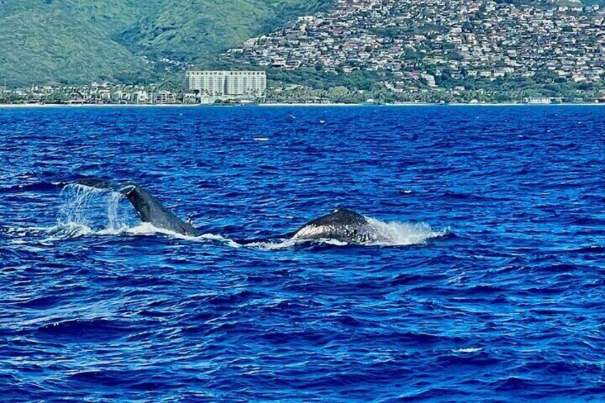 Whale Watching & Late Breakfast Cruise in Honolulu