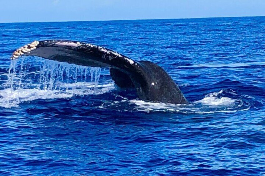 Whale Watching & Late Breakfast Cruise in Honolulu