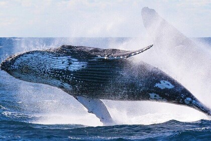 Avistamiento de ballenas y crucero con desayuno tardío en Honolulu