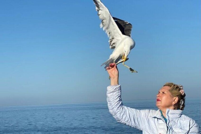 lady giving a pilchard to a seagull, you can also feed the ocean animals on board!!