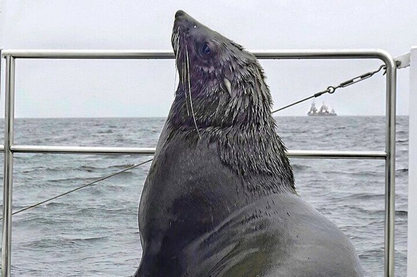 a Seal posing for a picture on the boat 