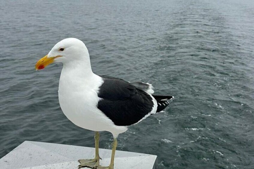 Seagull sailing along with everyone 