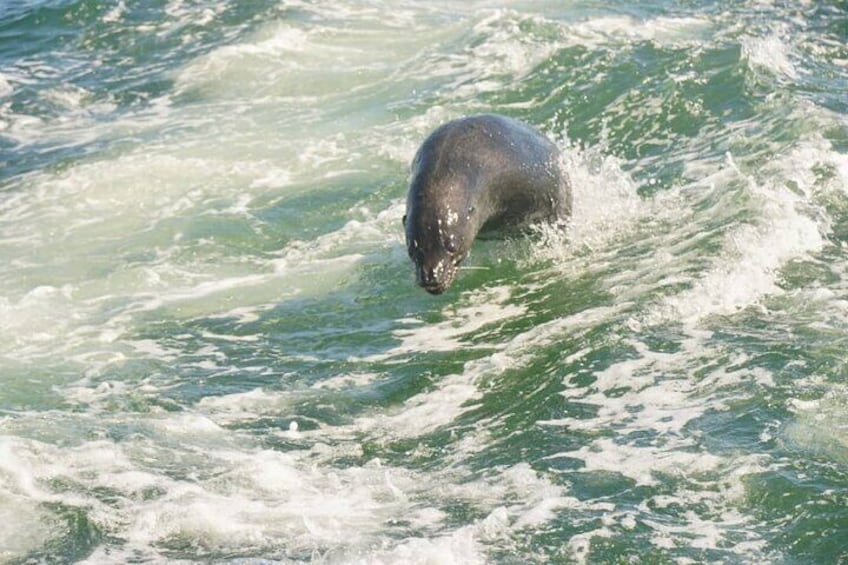 a Seal on his way to hop on the boat 