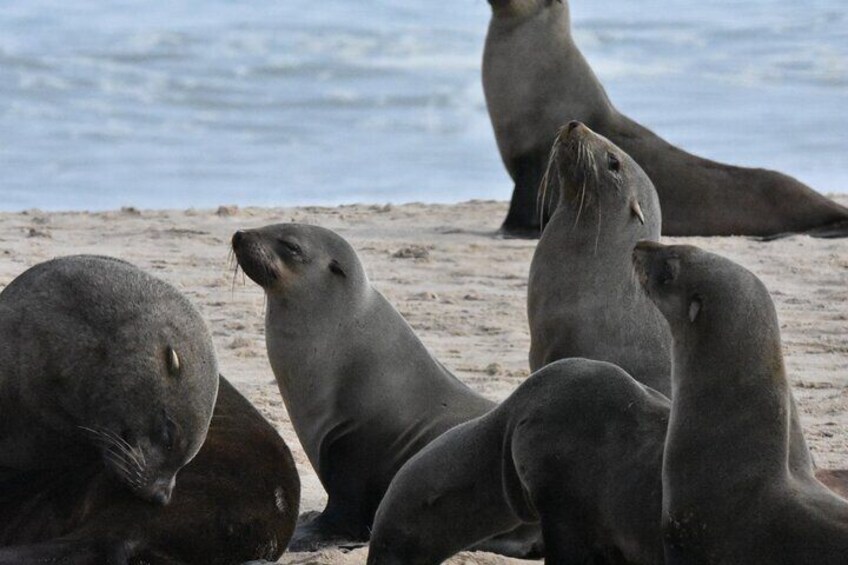 Seal Kayaking & Sandwich Harbour Tour 