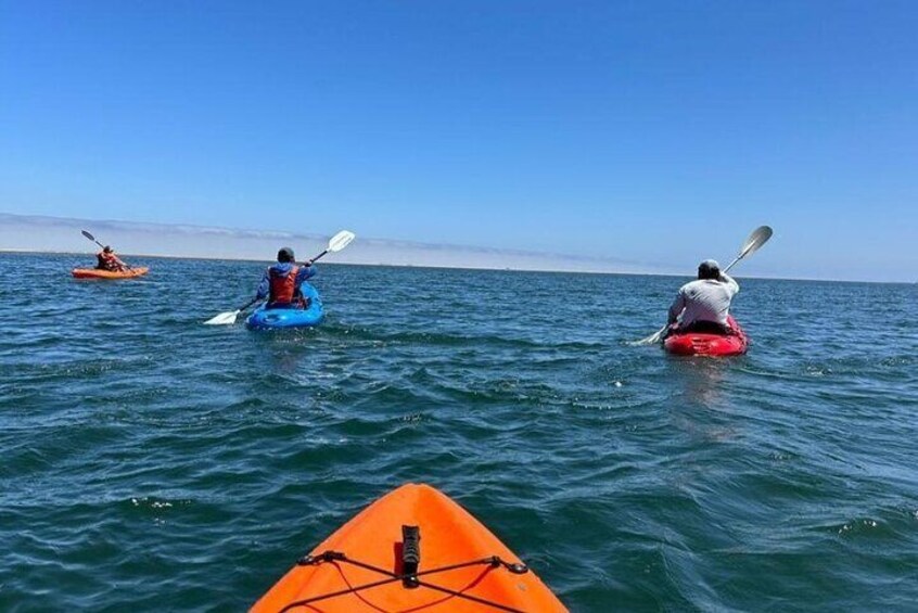 Seal Kayaking & Sandwich Harbour Tour 