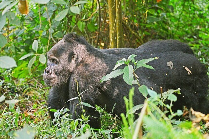 7 Days Uganda Wildlife Safari and Gorilla Trekking