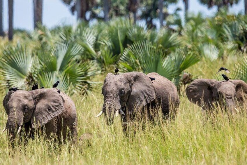 12 Days Gorillas and Wildlife Vacation Safari in Uganda