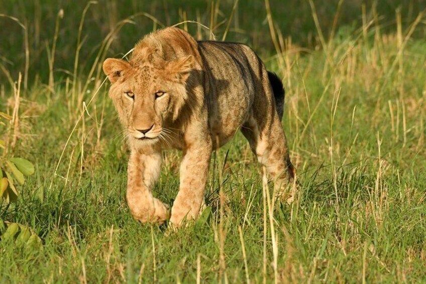 12 Days Gorillas and Wildlife Vacation Safari in Uganda