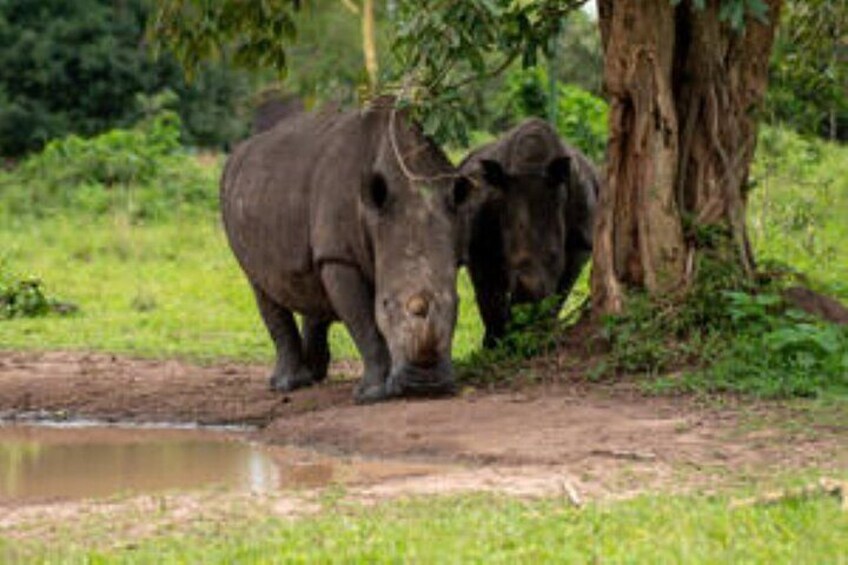 12 Days Gorillas and Wildlife Vacation Safari in Uganda