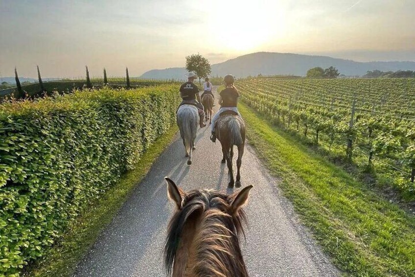 Private Horseback Riding Tour of the Vineyards in Verona with Wine Tasting