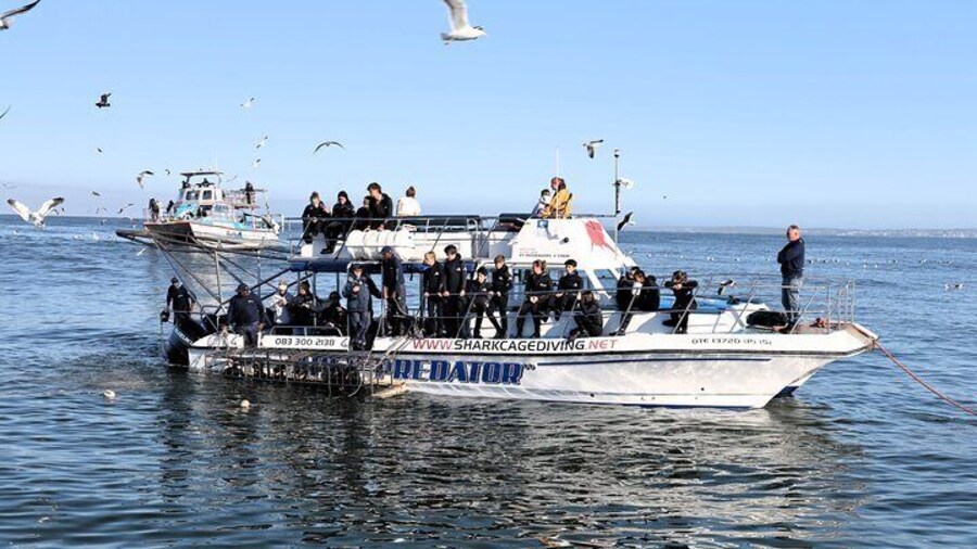 Shark Cage Diving in Gansbaai