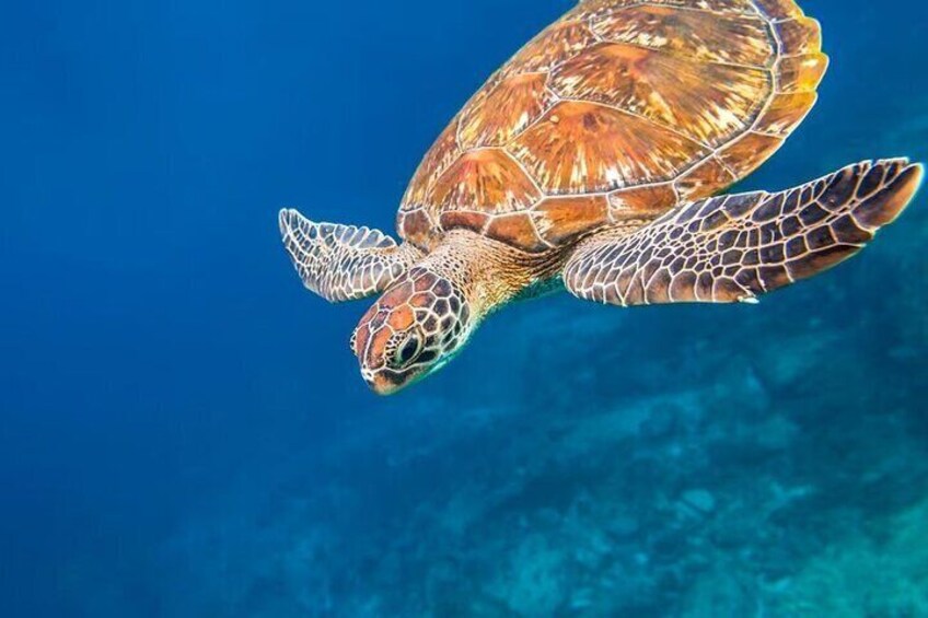 Catamaran Lazy Similan Islands Phuket with Snorkeling and Lunch